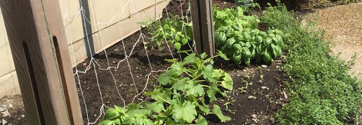 What’s Blooming in Our New Children’s Garden? Banner Photo